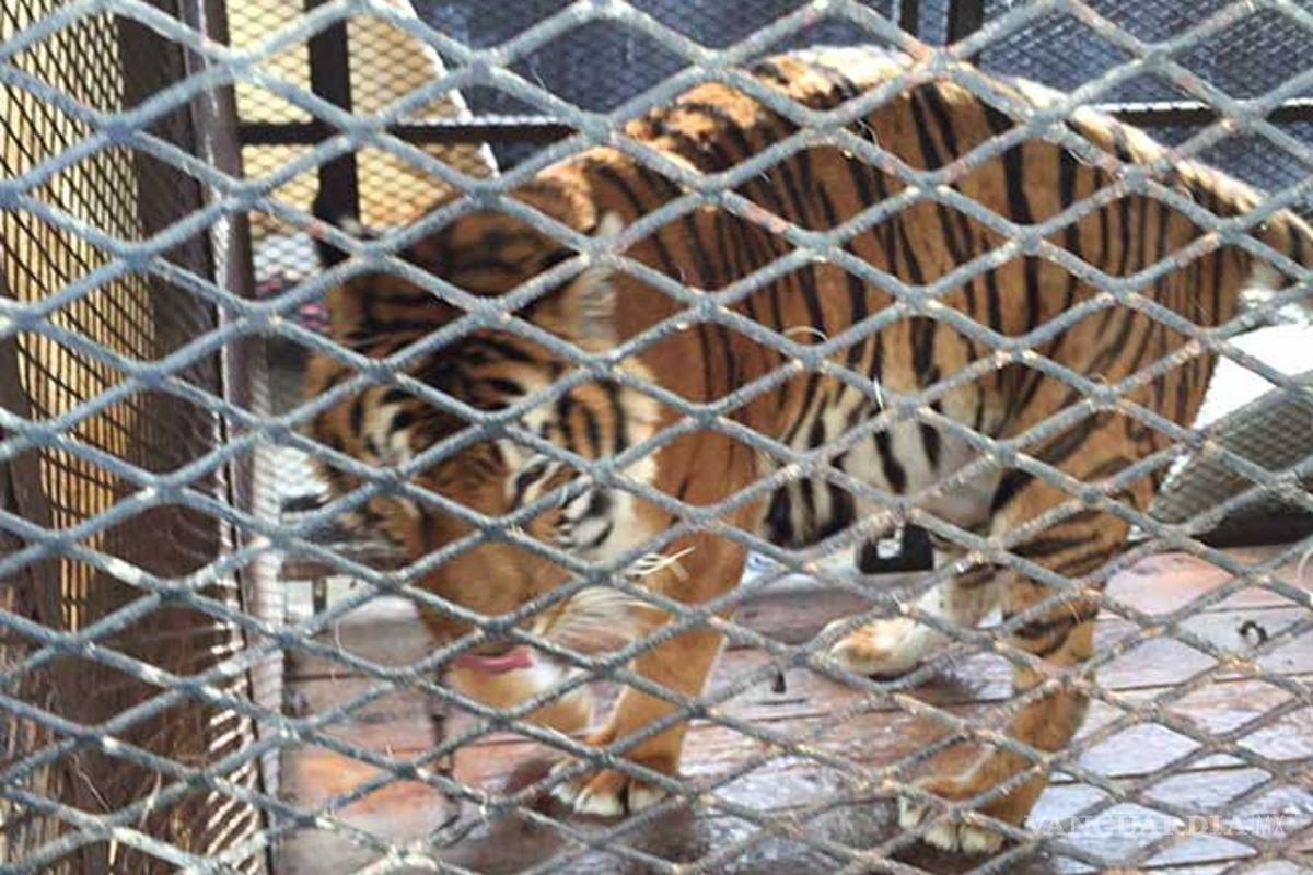 Tigre ataca a hombre en Nuevo León