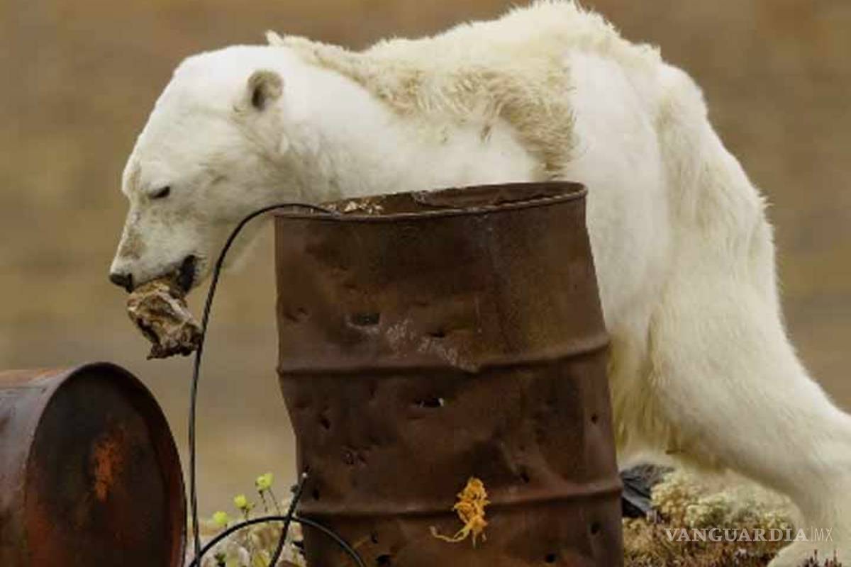Muestran a oso polar desnutrido por el calentamiento global