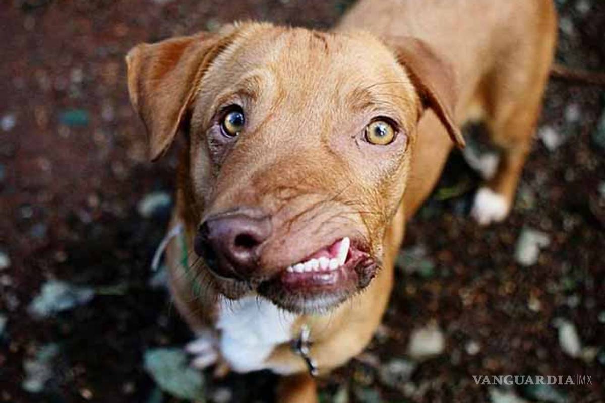 Picasso, el perro que conquistó a Internet