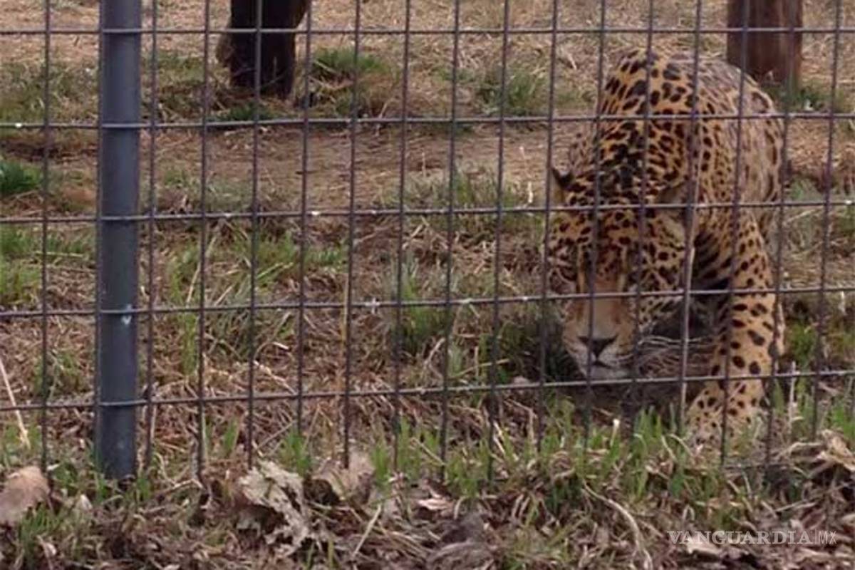 $!EU recibe a 11 grandes felinos rescatados en México