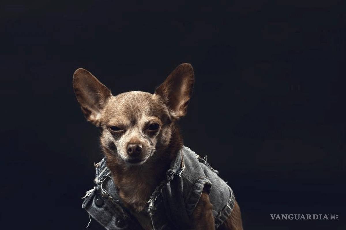 ¿Te gustan los animales y el rock? Este evento a beneficio es imperdible y es en Saltillo