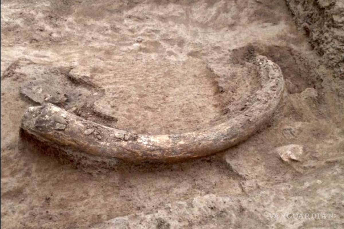 Descubren restos óseos de mamut en Querétaro; data de hace 10 mi años