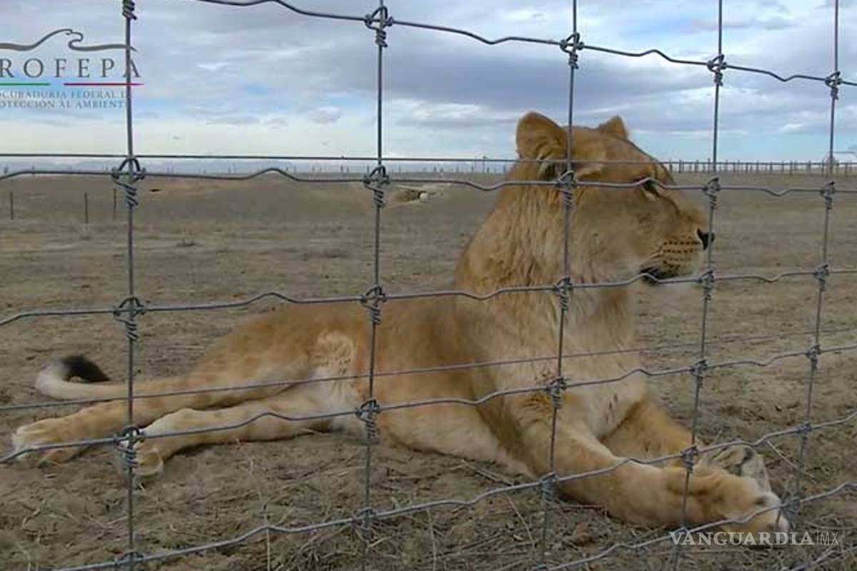 EU recibe a 11 grandes felinos rescatados en México