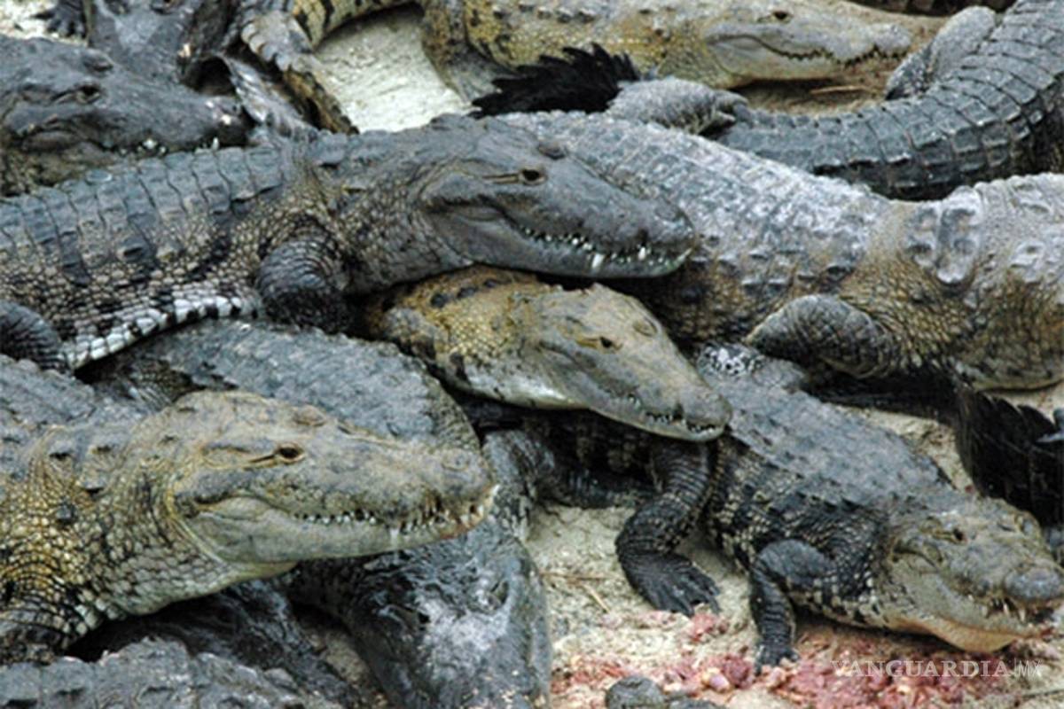 Muere un hombre tras ataque de cocodrilo en Cancún