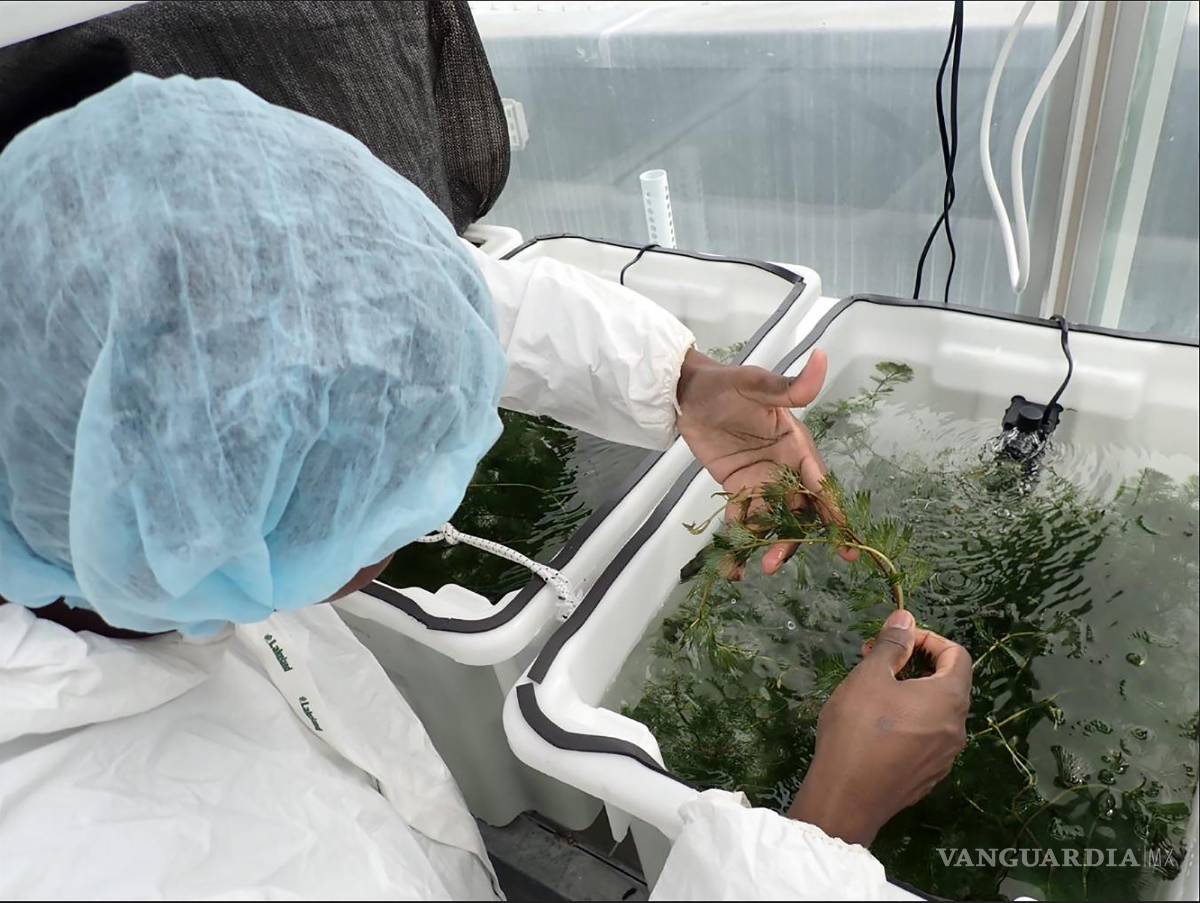 $!Observación de tallos de Cabomba.