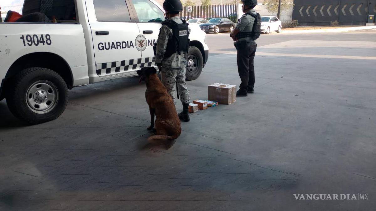 Guardia Nacional decomisa droga en empresa de paquetería en Nuevo León
