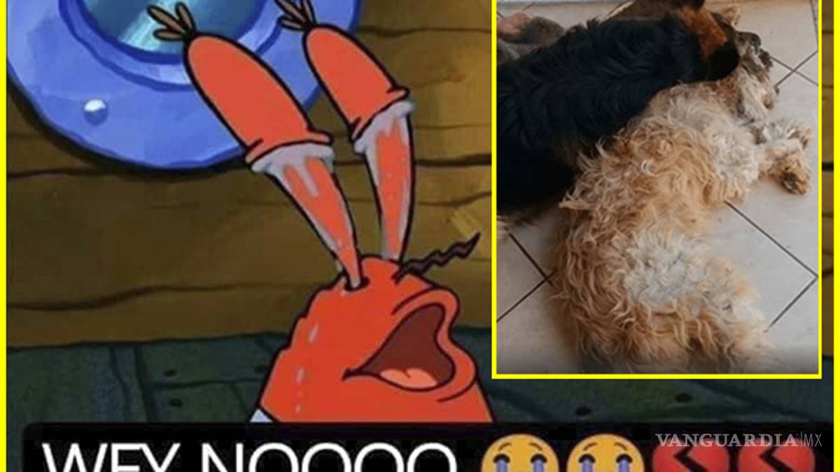 VIDEO: 'Lomito' llora por su amigo anestesiado, pensó que estaba muerto