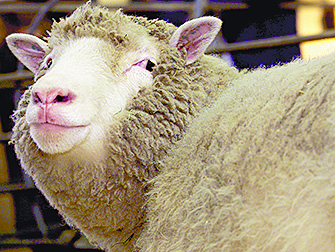 Clones de oveja Dolly envejecen con salud