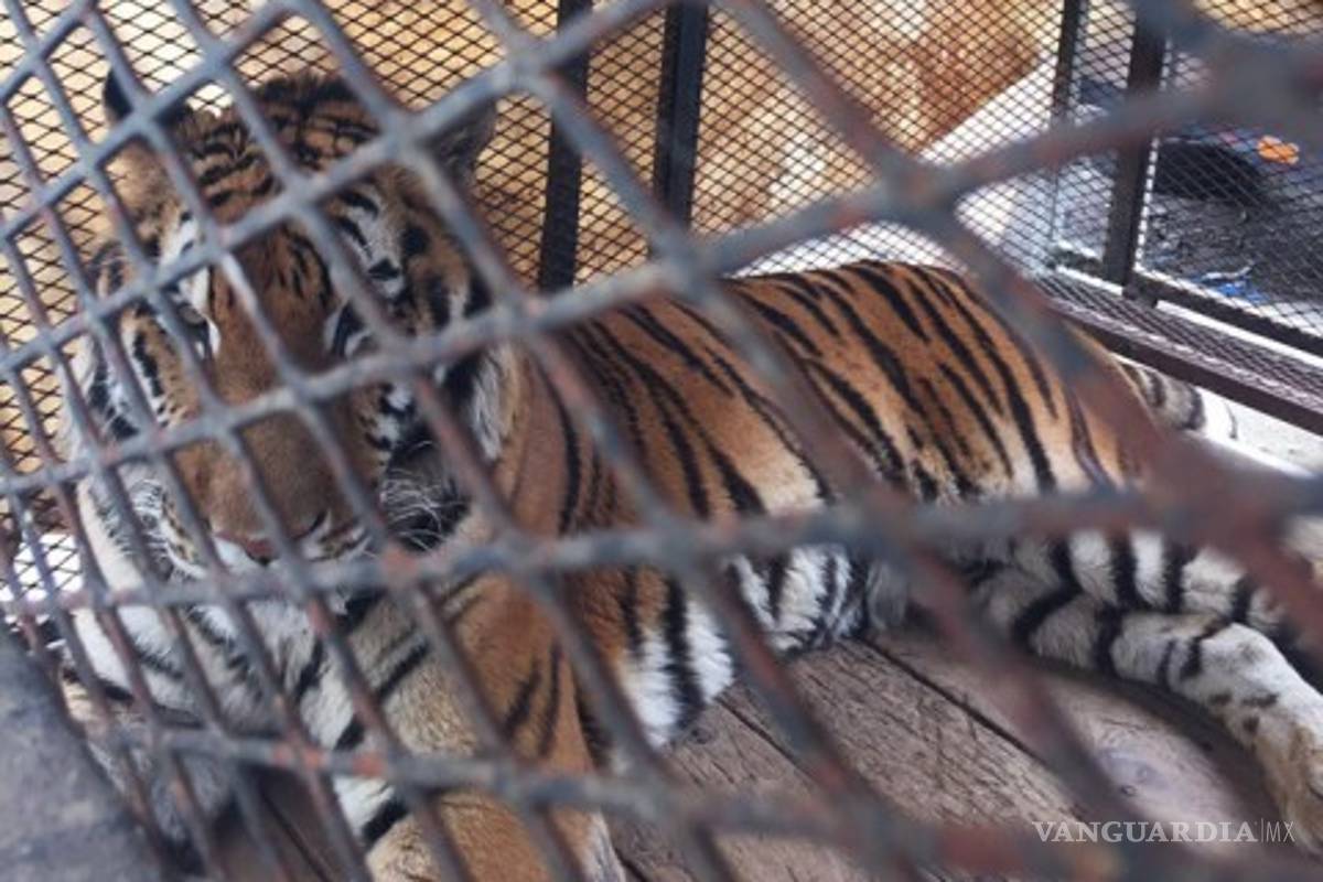 Tigre que atacó a hombre en Nuevo León es asegurado por la Profepa