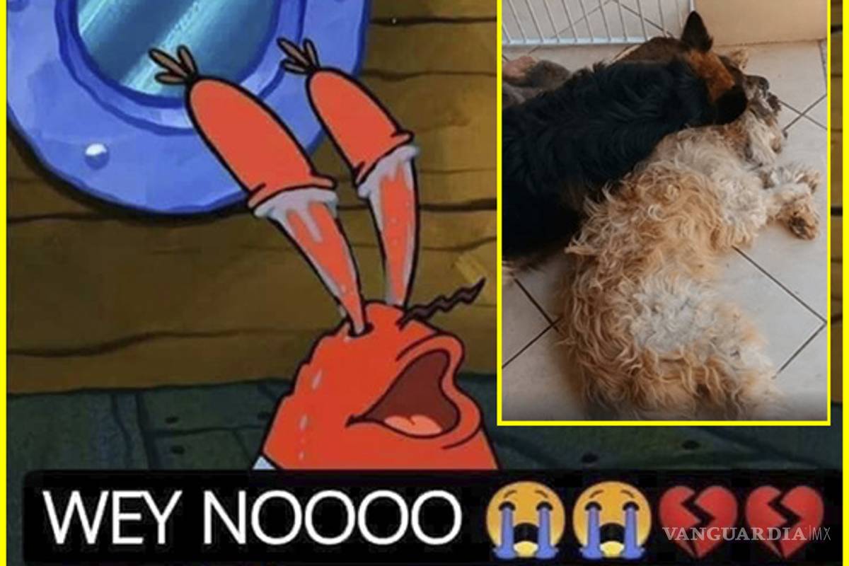 VIDEO: 'Lomito' llora por su amigo anestesiado, pensó que estaba muerto