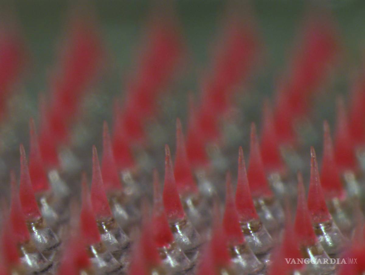 $!Desarrollan científicos un parche anticonceptivo de efecto prolongado