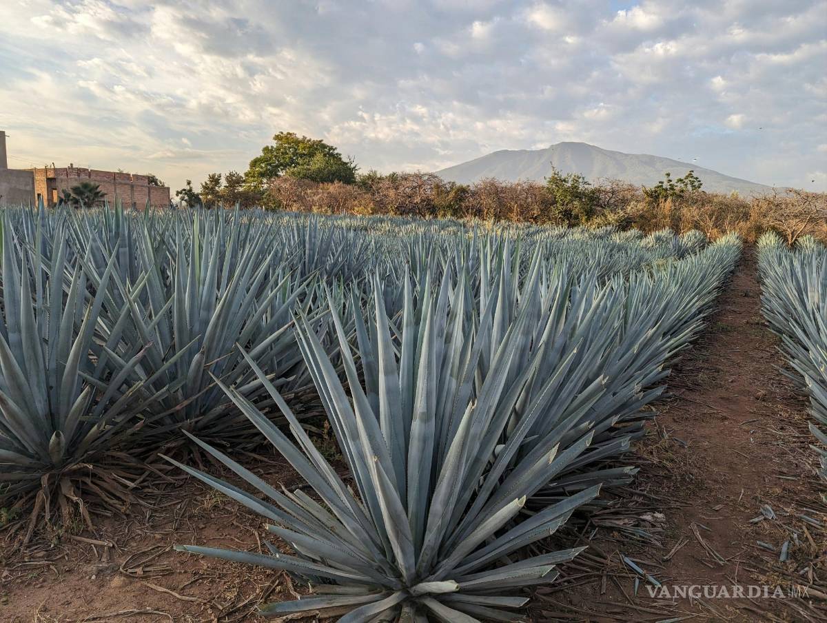 $!El agave, la planta base del tequila, contiene compuestos que podrían ayudar a reducir los niveles de colesterol malo (LDL).