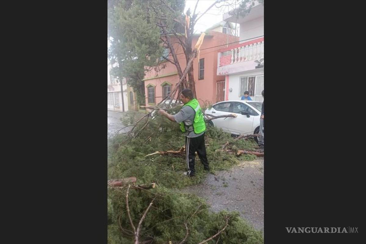 Lluvias y fuertes vientos provocan caída de árboles y encharcamientos en el sur de Saltillo (video)