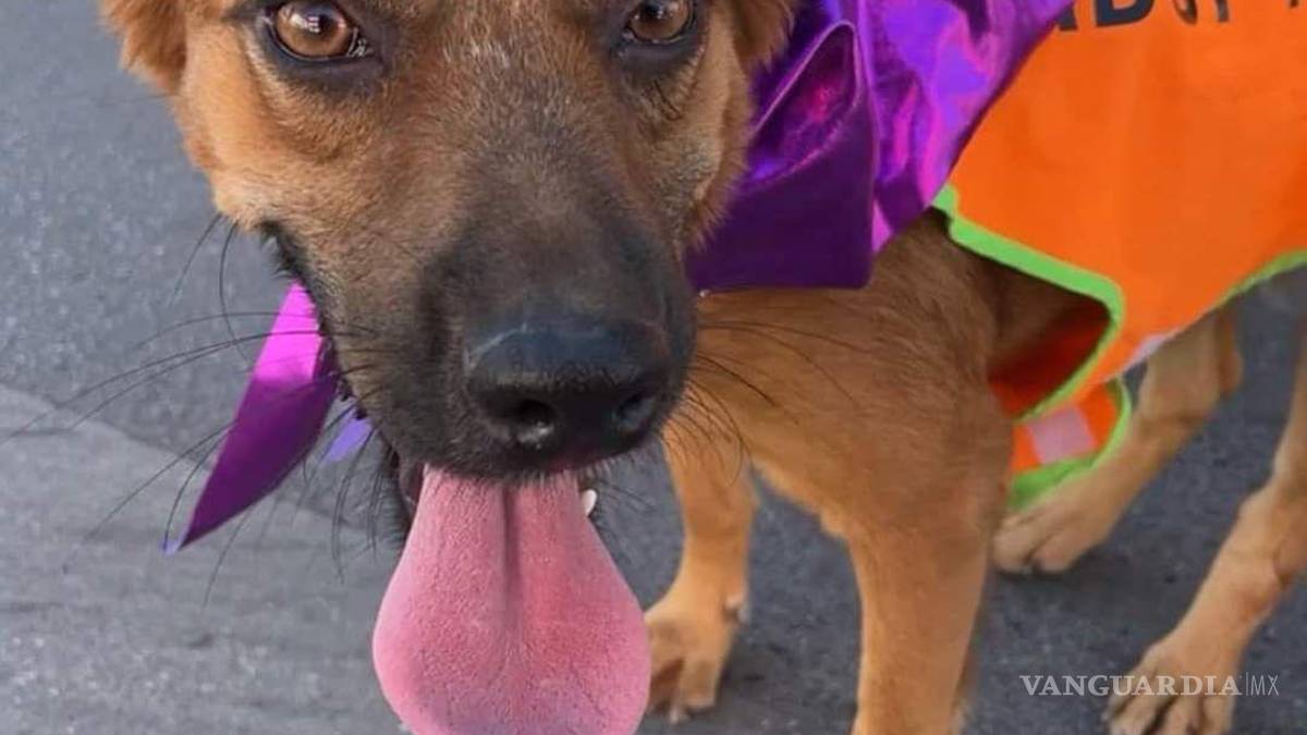 Premiarán la creatividad con motivo del Día de Muertos en Paseo Colón