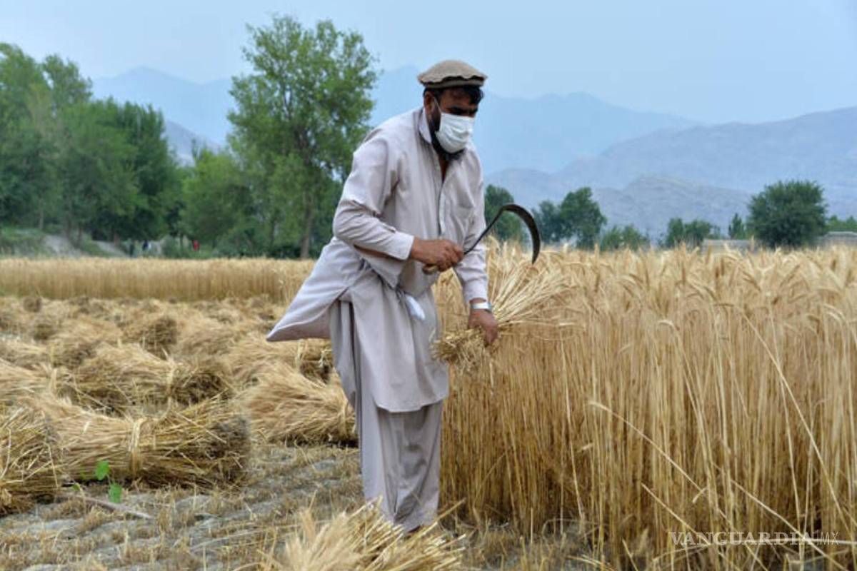 Ofrecen Talibanes trigo “para combatir” el hambre en Afganistán a cambio de trabajo