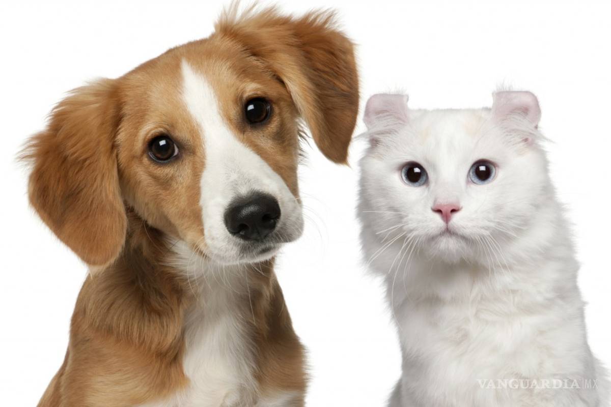 ¿Te gustan más los perros o los gatos? De la respuesta depende tu personalidad en las relaciones