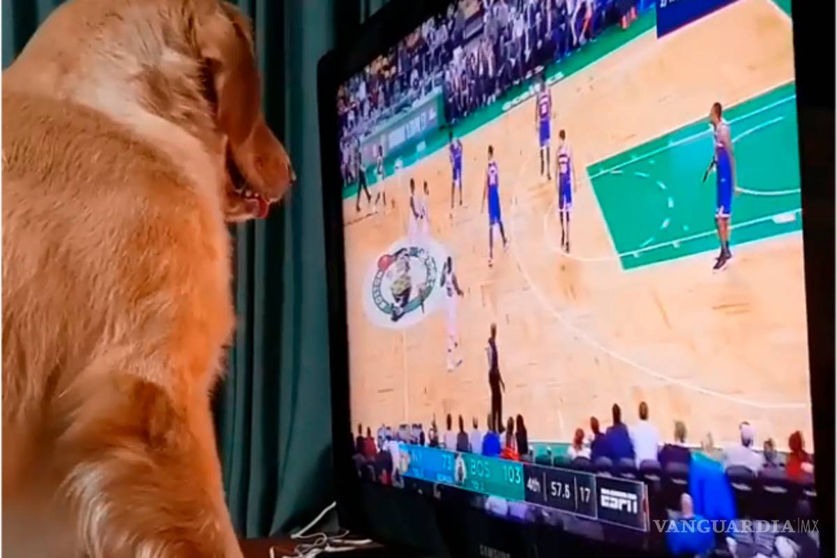 Perro se quiere meter a jugar a la TV y conmueve al mundo