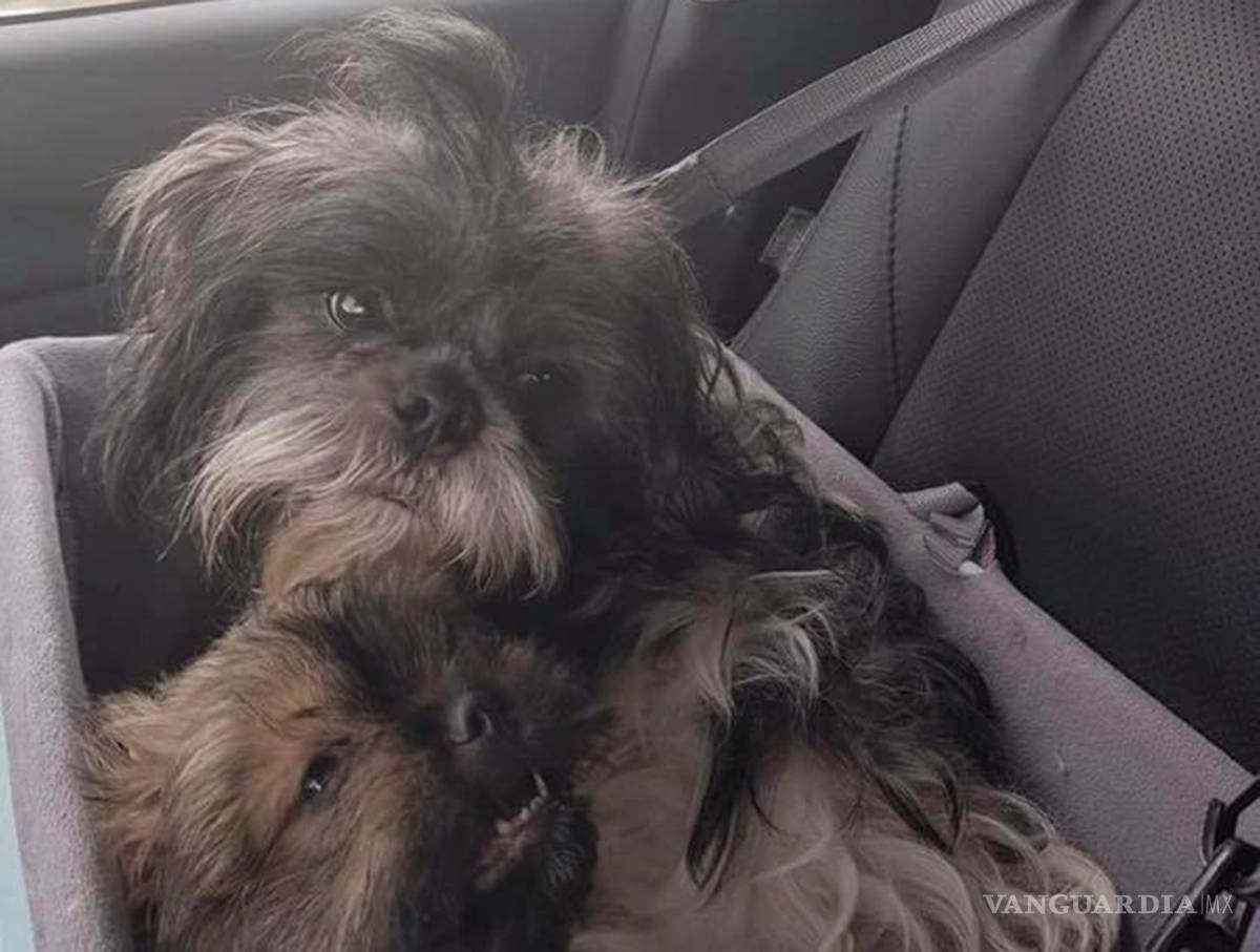 $!Raúl Julia Levy pidió apoyo al PAN para resolver el caso de perros "secuestrados" en Frontera