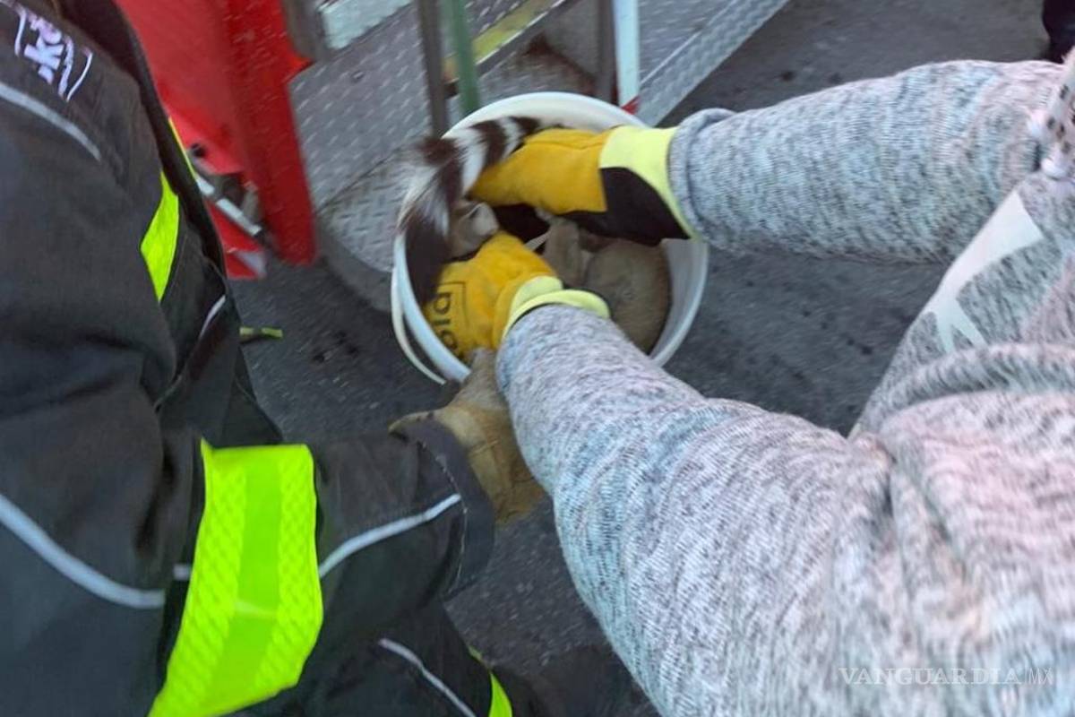 Rescatan bomberos un cacomixtle en restaurante del centro de Torreón