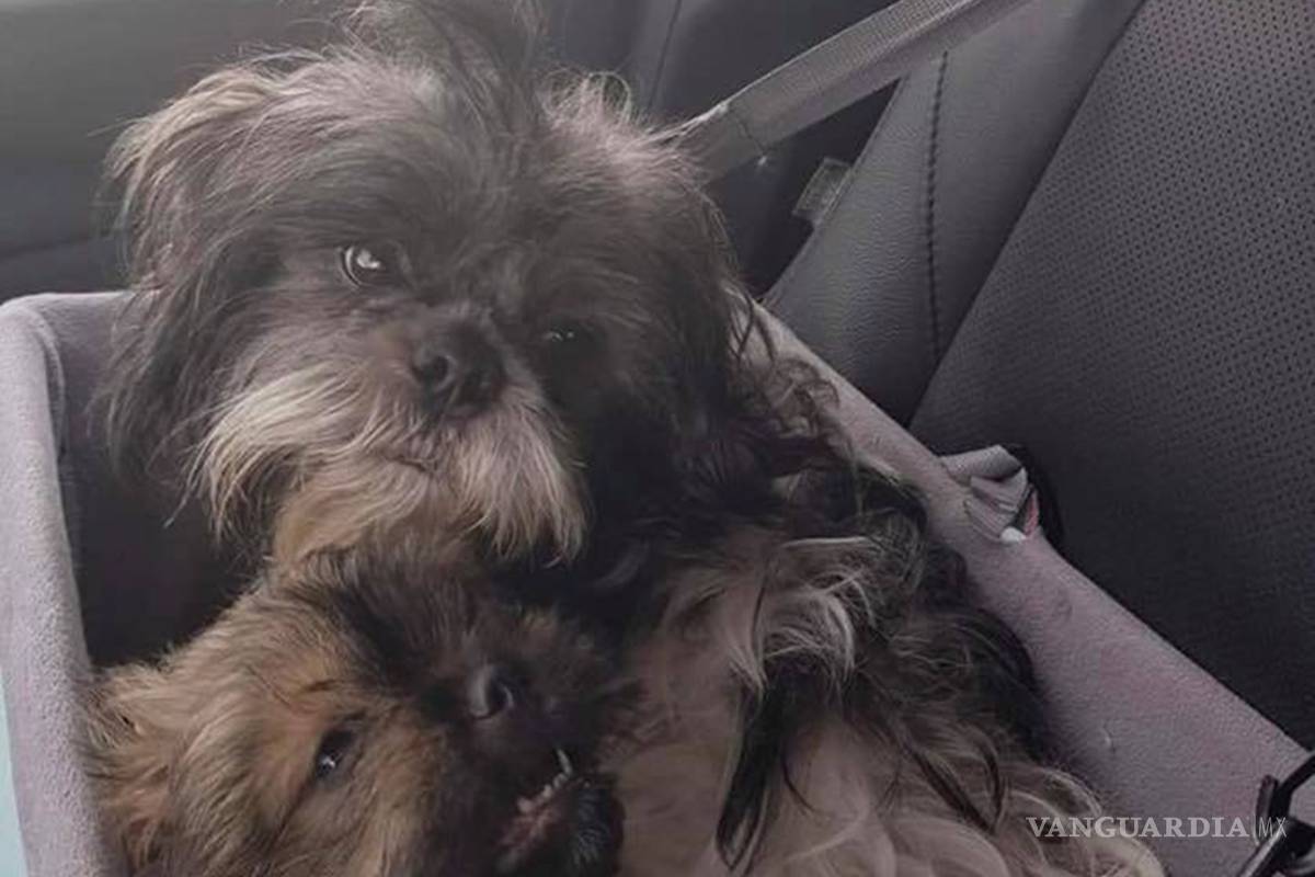 $!Raúl Julia Levy pidió apoyo al PAN para resolver el caso de perros "secuestrados" en Frontera