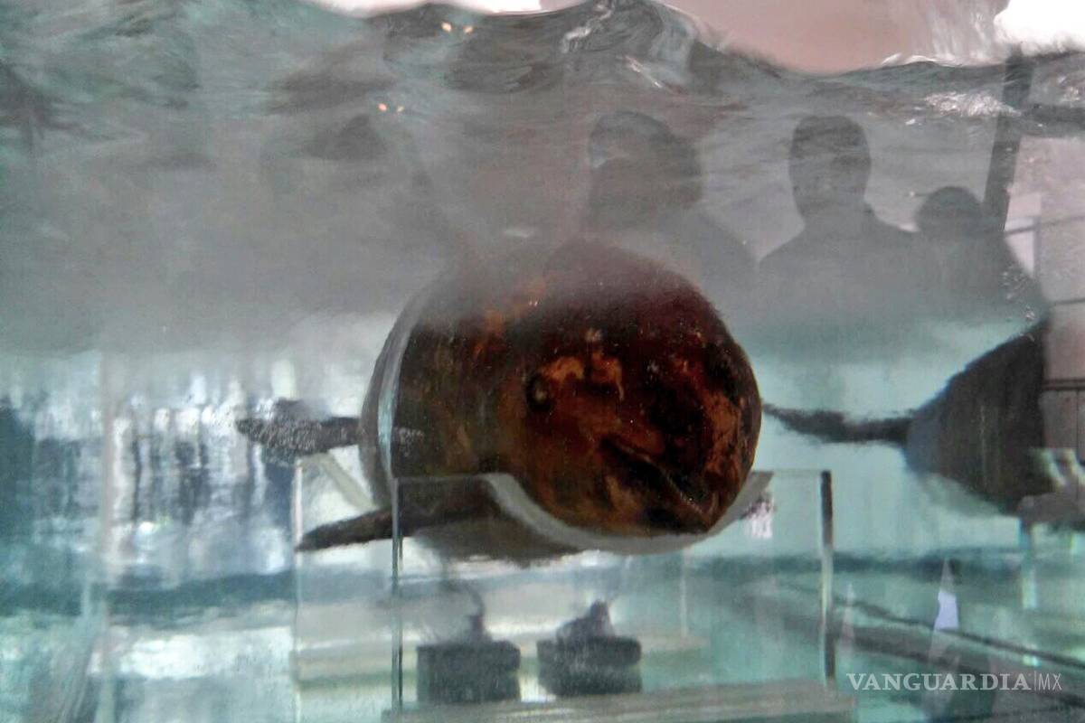 Dona Profepa vaquita marina a Semarnat