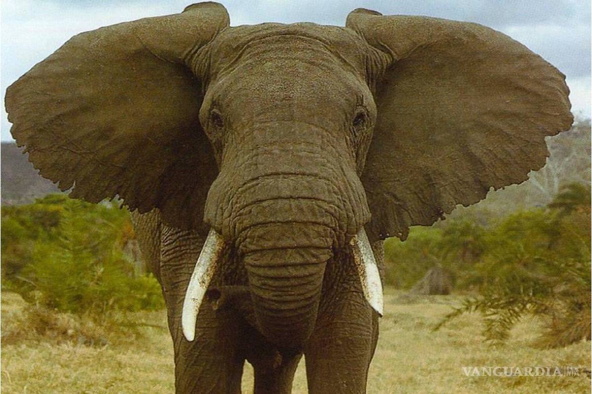 Elefante mató de una pedrada a una niña en un zoológico