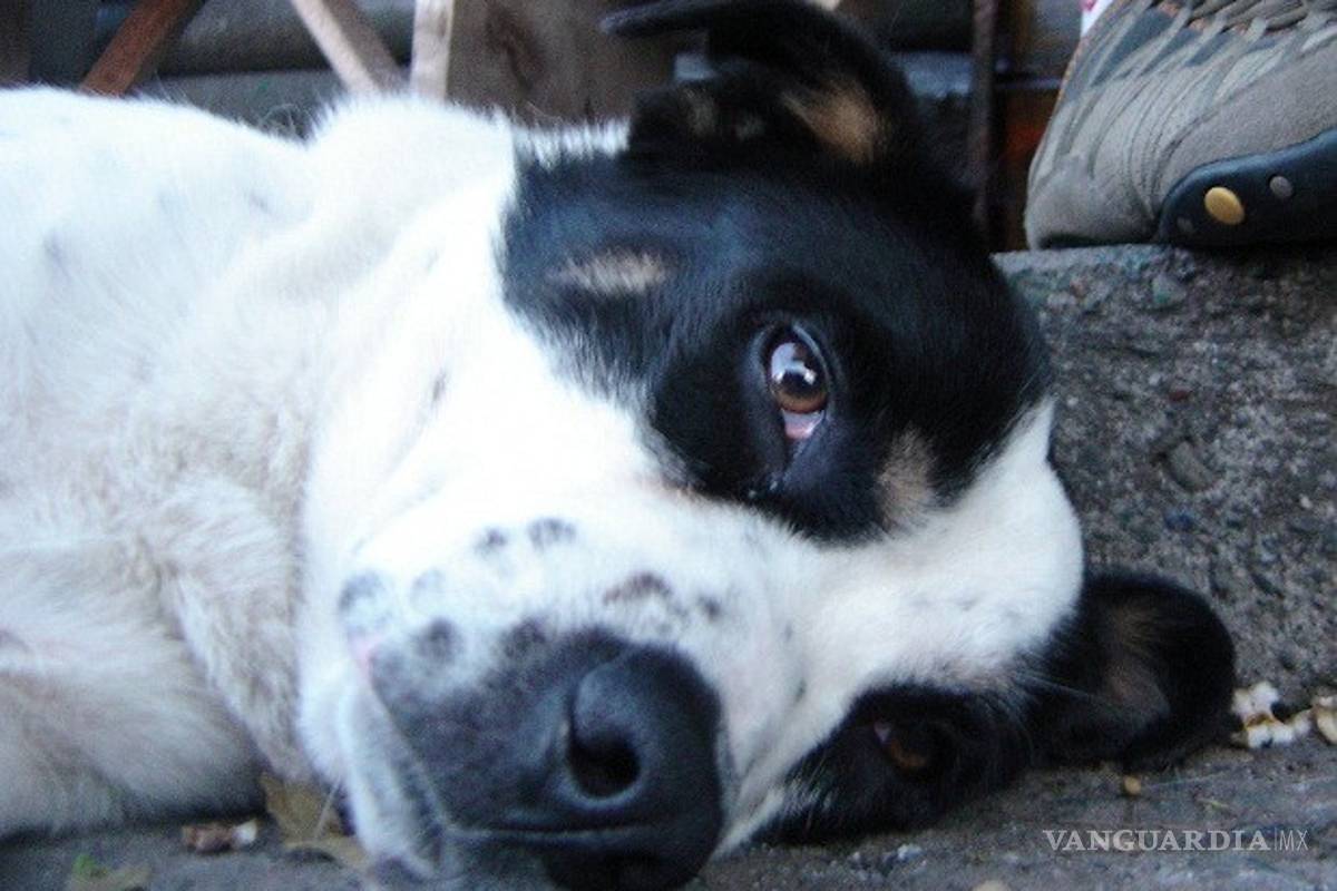 Sujeto ahorca a perro en plaza pública de la Saltillo 2000