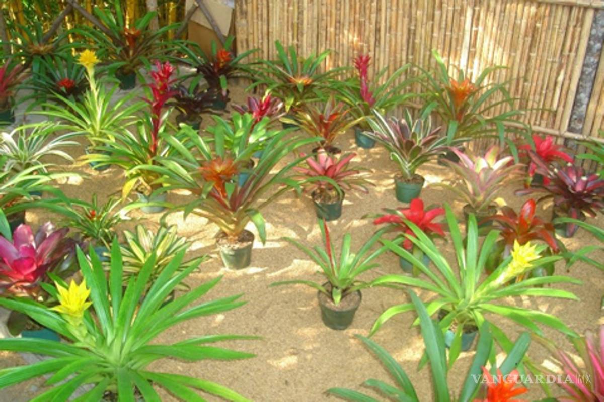 Incautan mil 300 flores exóticas en Veracruz