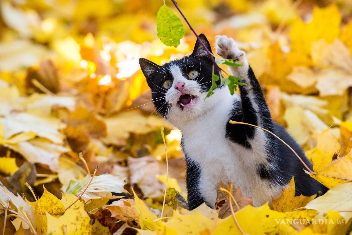 La ciencia lo confirma: tu gato probablemente quiere matarte