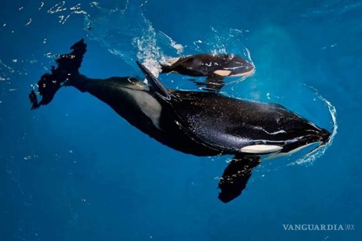 Muere orca bebé en parque Sea World
