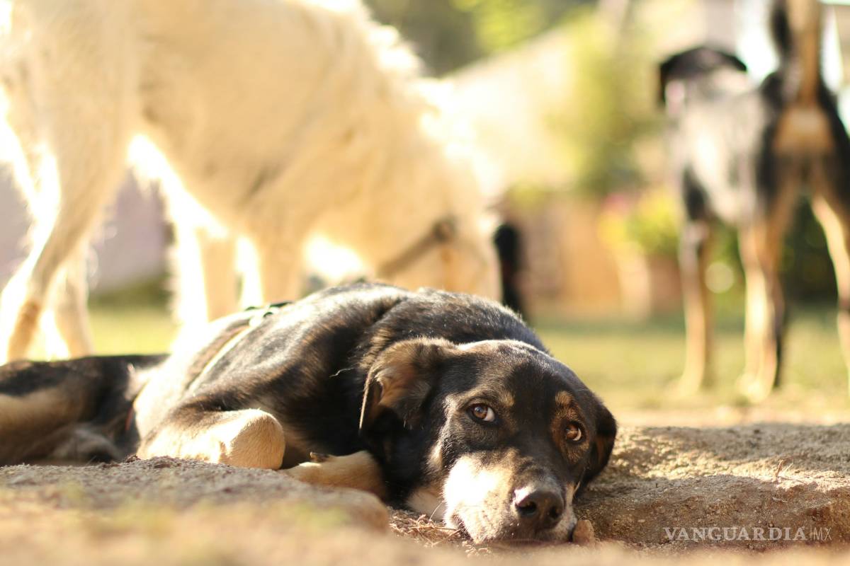 Corazón Patitas invita a reciclar y adoptar este domingo en el Bosque Urbano