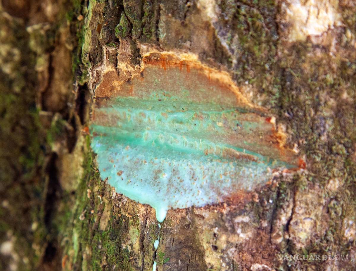 $!Tejido de un árbol rico en metal, lo que le da una coloración verde claro. EFE/ Antony van der Ent/UQ