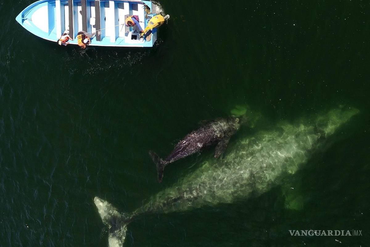 Ballena gris cautiva a miles de turistas en la península de Baja California