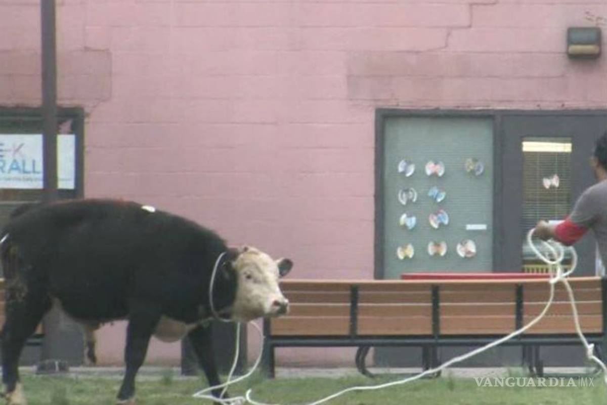 Toro huye de matadero y se pasea por Nueva York