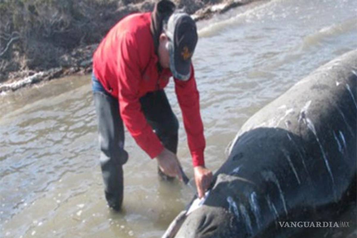 Atendió Profepa varamiento de 10 ballenas muertas en Nayarit y BCS