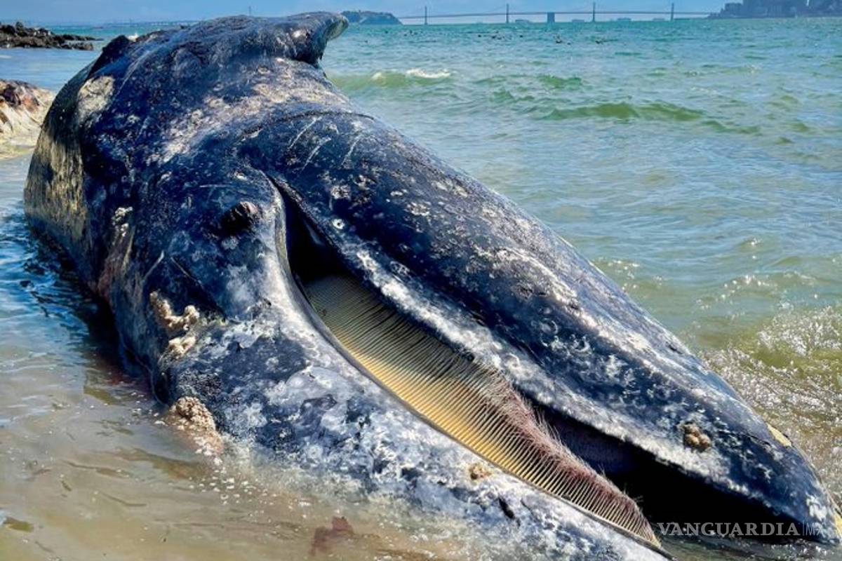 Hallan 4 ballenas grises muertas en Bahía de San Francisco