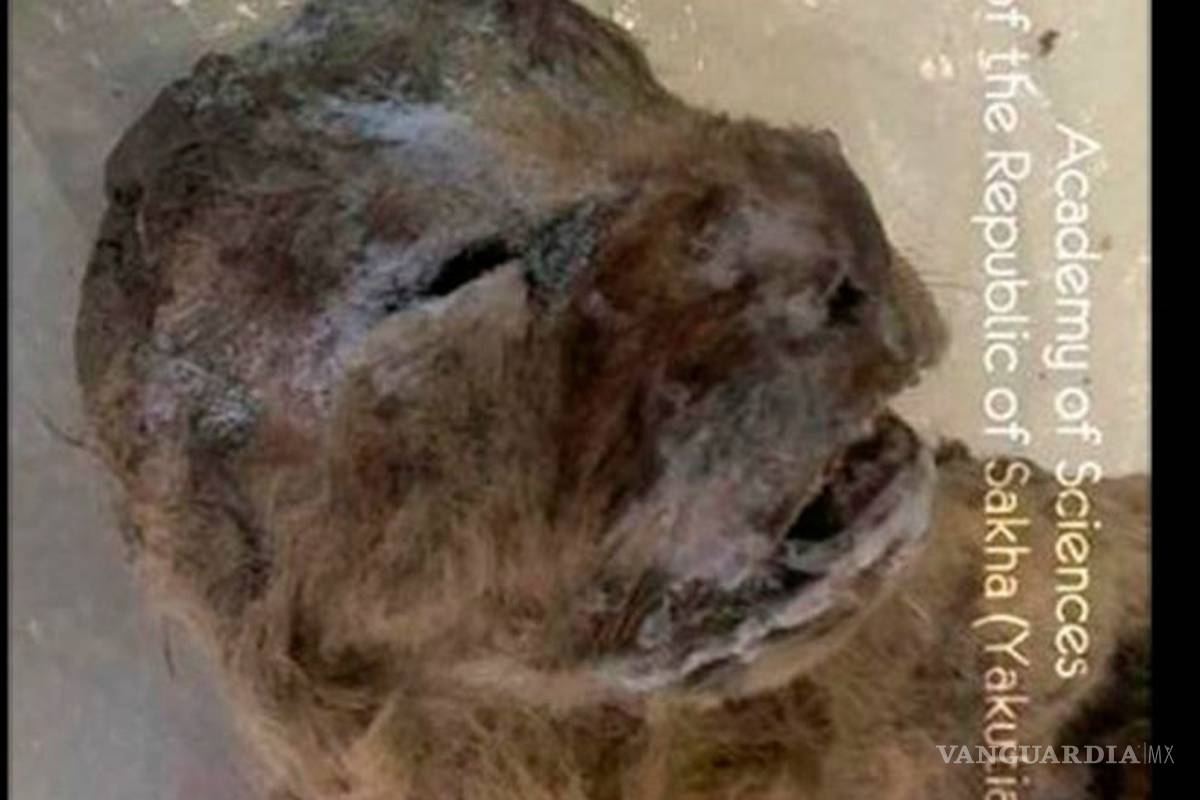 Planean clonar al león de las cavernas de Siberia