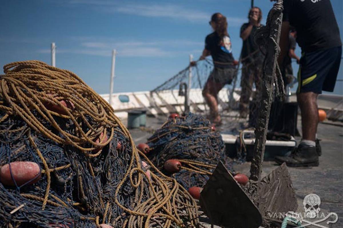 Tipifican como delincuencia organizada tráfico de totoabas