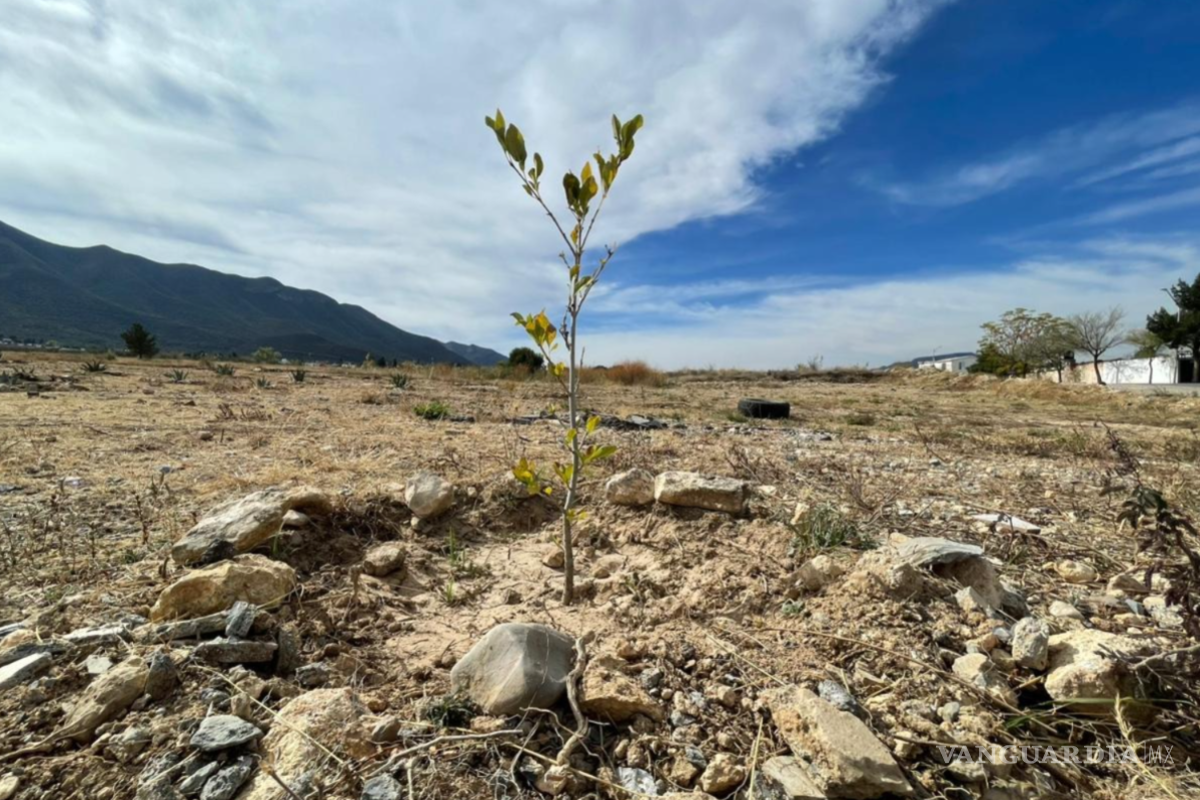$!Habitantes del sector riegan árboles tres veces por semana para preservar las áreas verdes del Parque Bicentenario.