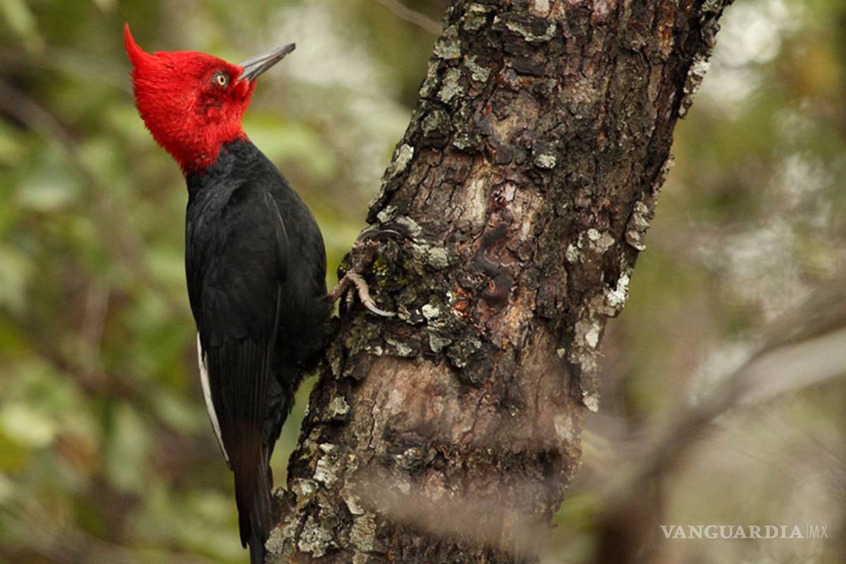 En 50 años han desaparecido al menos 15 mamíferos mayores en México