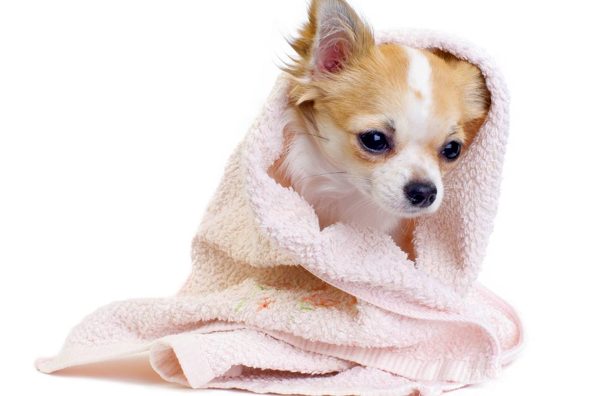 ¿Tu perro se mojó? Evita que tu mascota se enferme