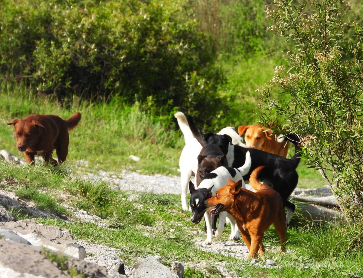 $!Las jaurías son un problema cada vez mayor en la Sierra de Zapalinamé, pues se han convertido en un depredador de especies.