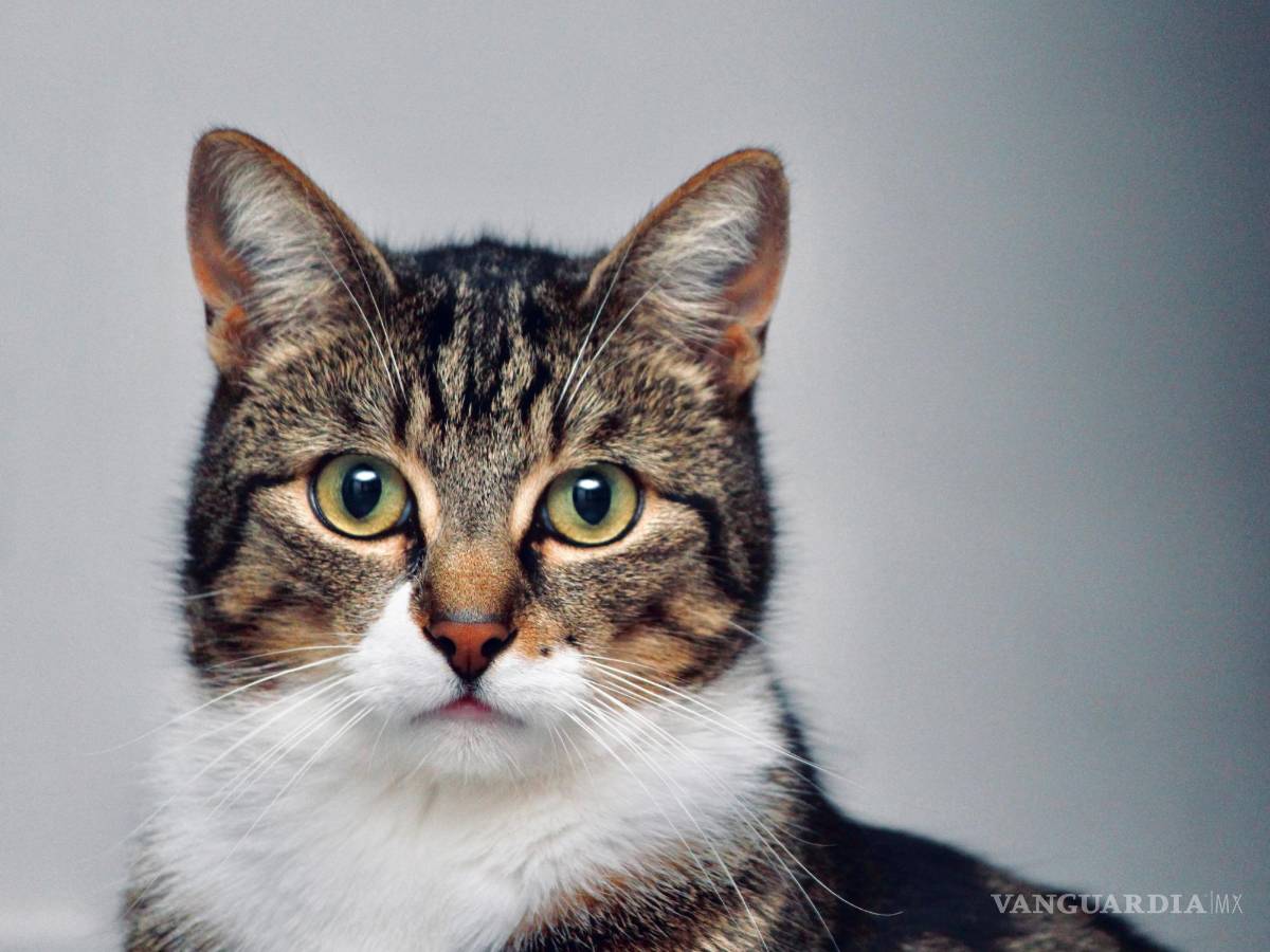 $!Los científicos y los propietarios de gatos sospechan de la comida para gatos.