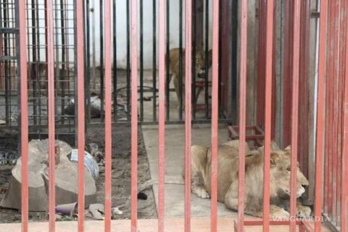 Catean casa en Morelos, encuentran leones y coches robados