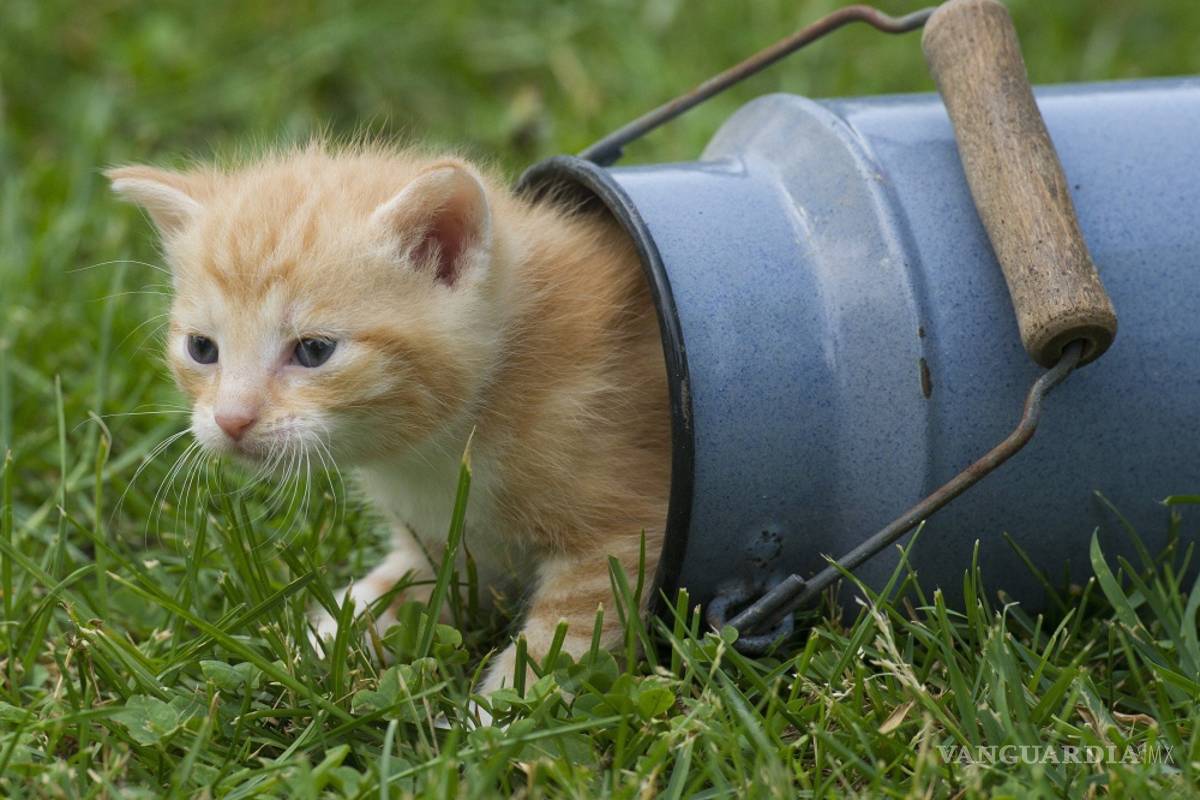 Gatos, los reyes de las redes sociales