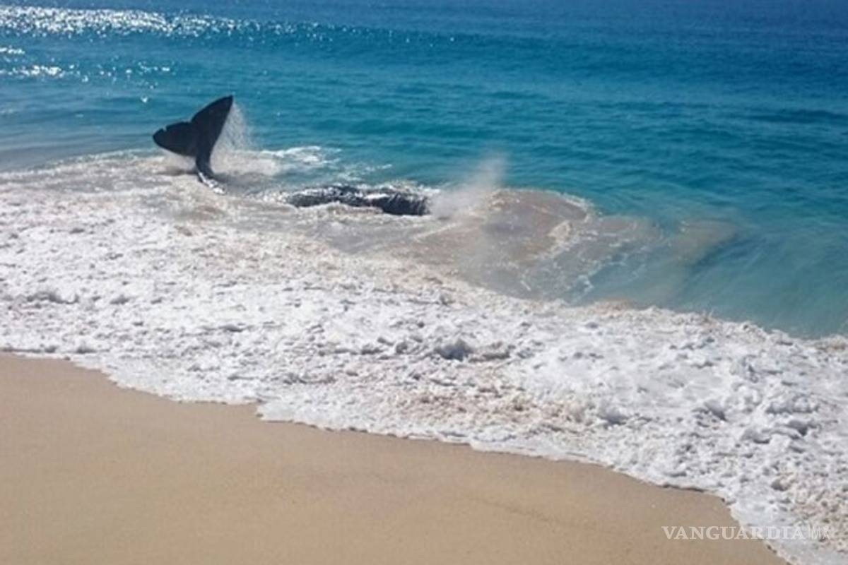 Rescata Profepa a cachalote varado en San José del Cabo