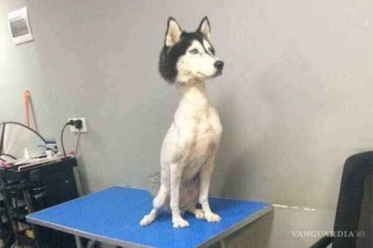 ¿Alguna vez has visto un husky sin pelo?