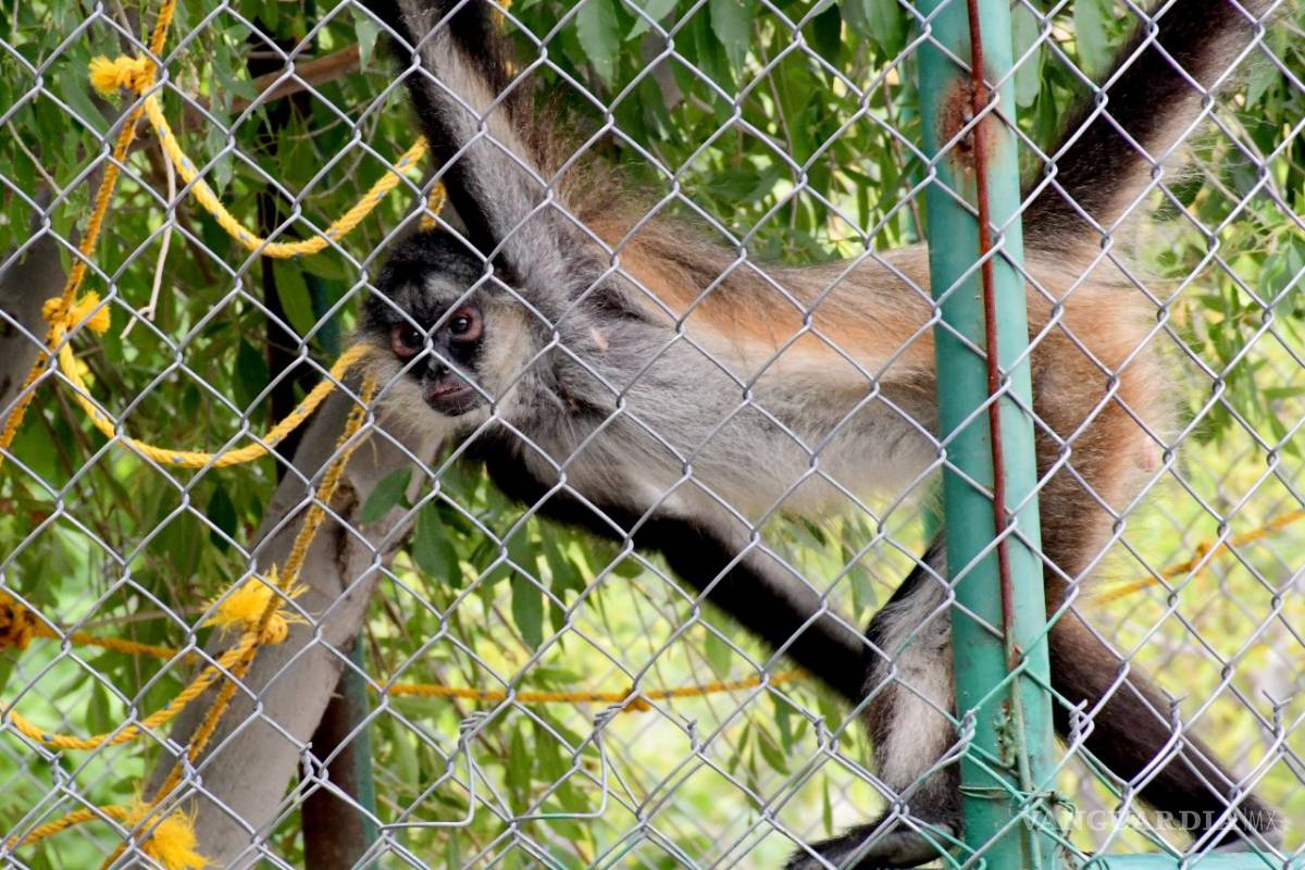 Zoológico de Monclova podría convertirse en una sucursal del Museo del Desierto