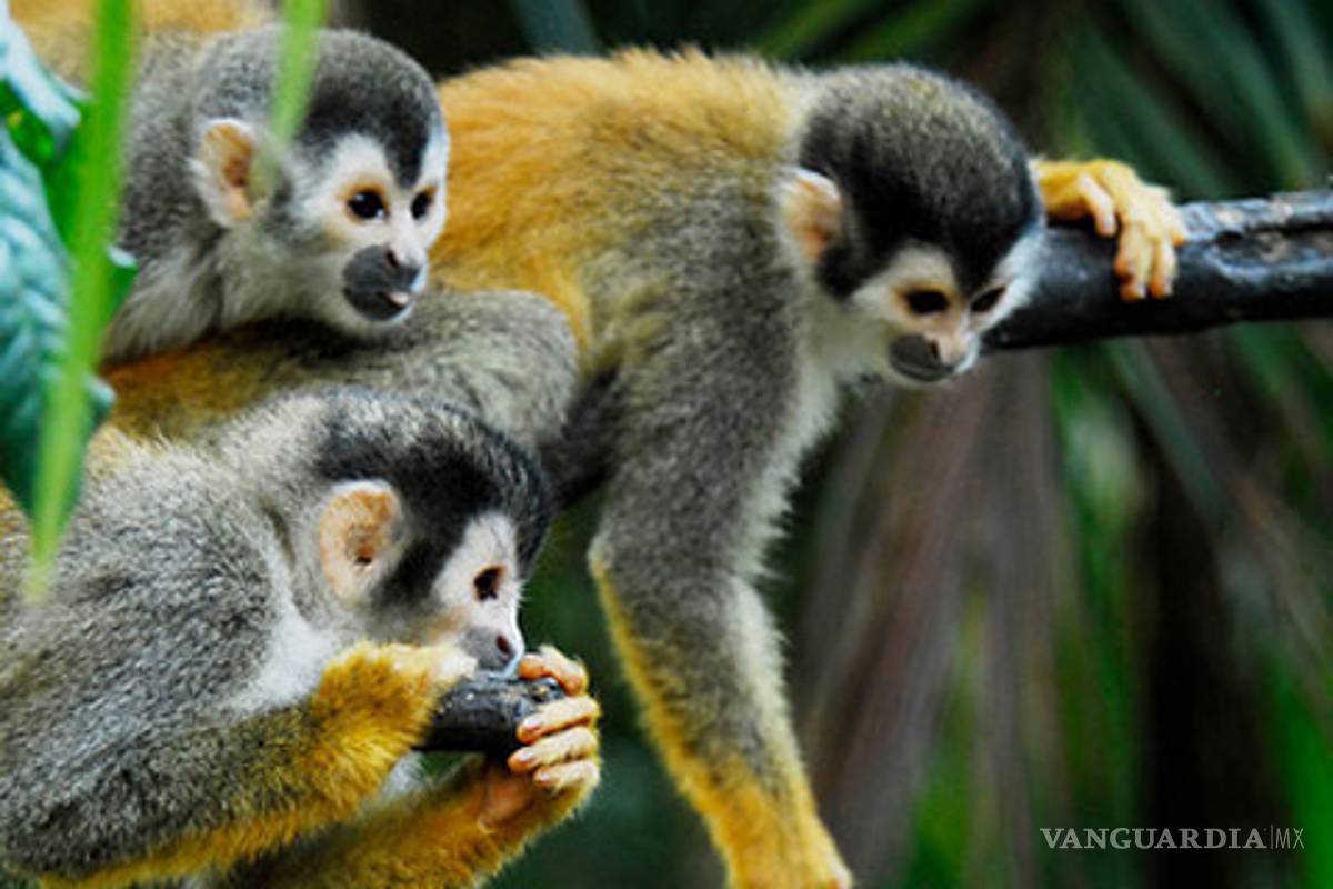 Descubren nueva especie de mono tití