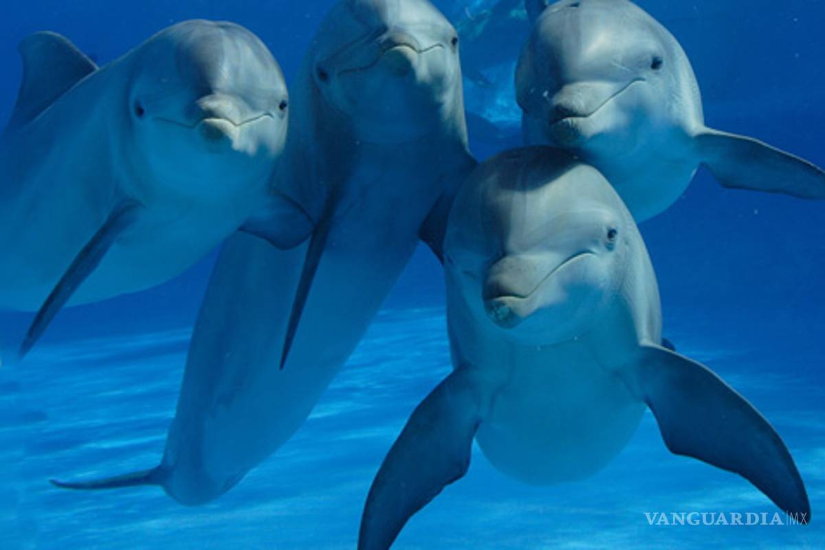 Inician japoneses la nueva temporada de captura de delfines